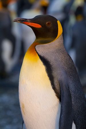 Gold Harbour, South Georgia Island 352.jpg